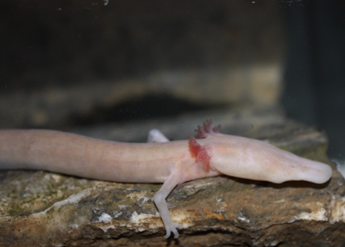Proteus anguinus Proteus anguinus